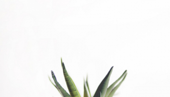 Cette plante miracle : L'Aloe Vera ! 